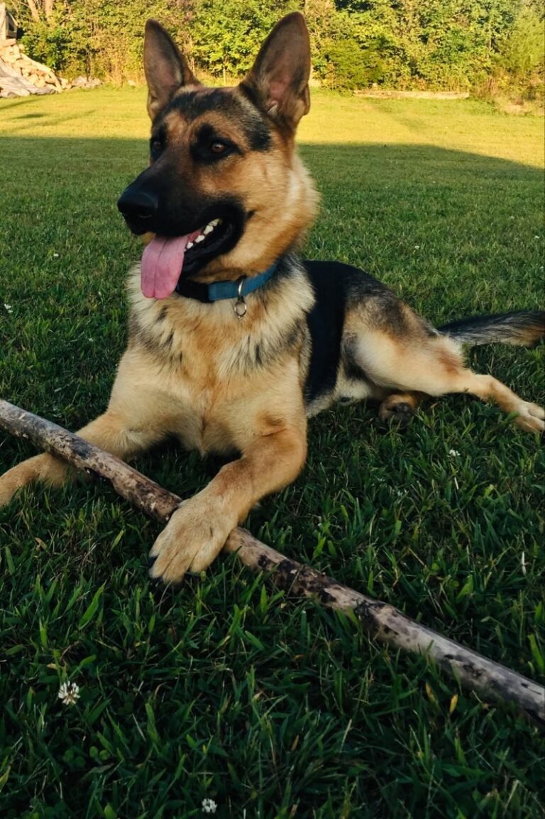 Exercise Routines to Keep Your German Shepherd Fit